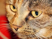 一只家养虎斑猫的宏观脸部镜头，长着引人注目的黄眼睛和细致的皮毛