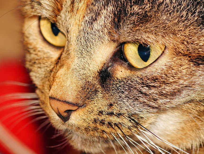 Macro shot of a domestic tabby cat's face with striking yellow eyes and detailed fur.