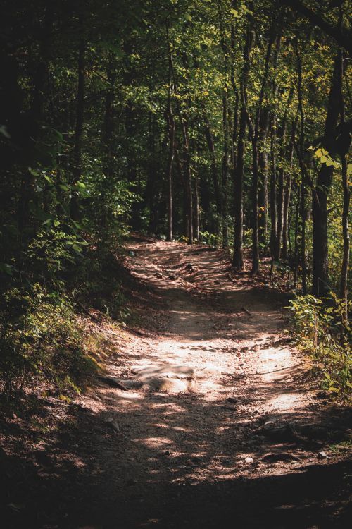 Free A serene forest trail winding through lush green trees, casting gentle shadows in daylight. Stock Photo