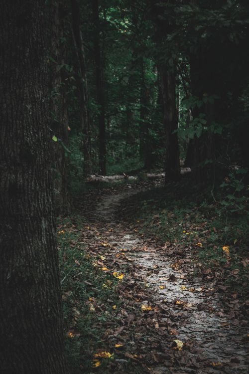 Free A winding path through a dense, shadowy forest with autumn leaves. Stock Photo