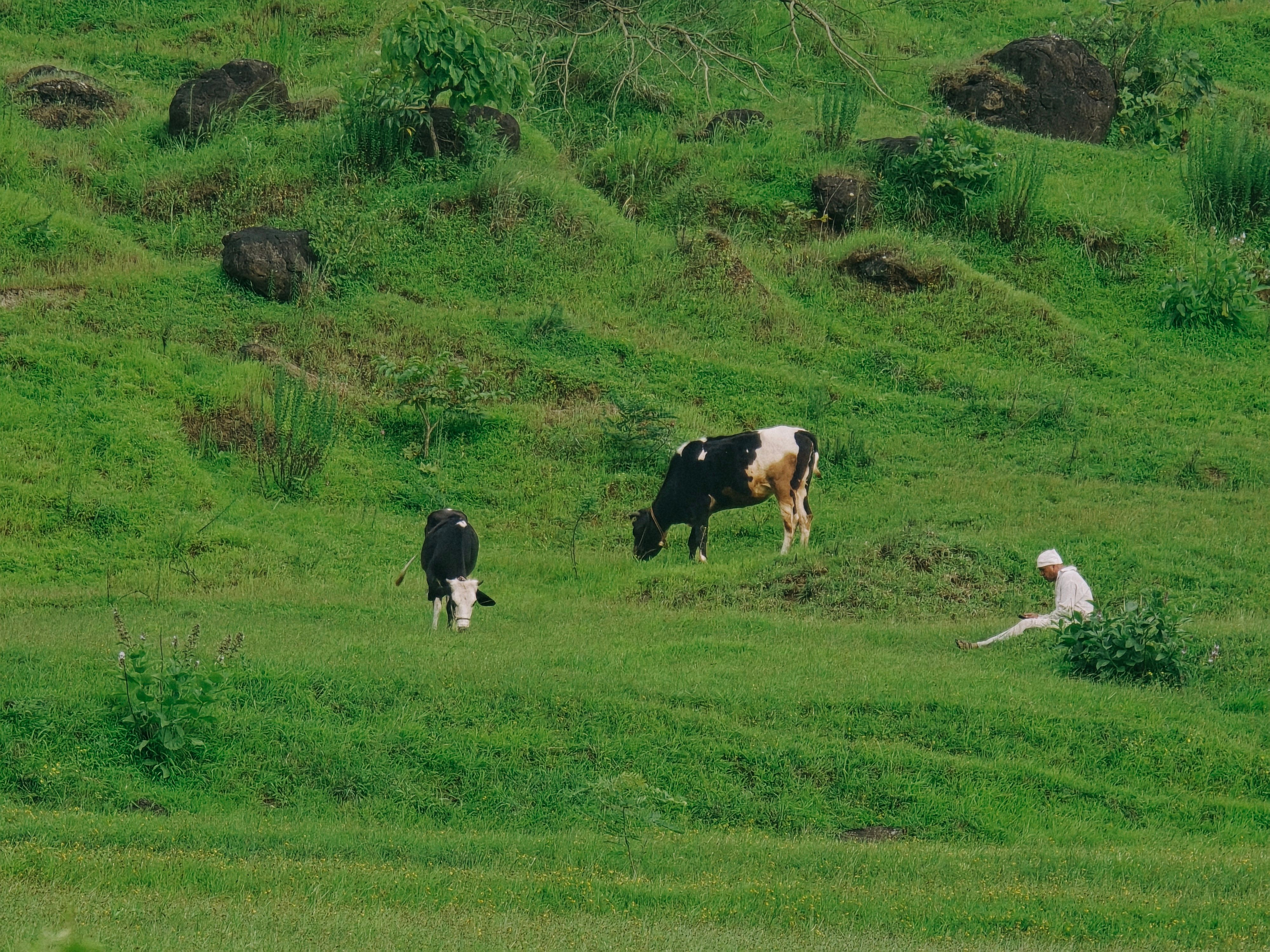 How Many Acres Do You Need for One Cow? A Practical Guide for Ranchers and Farmers
