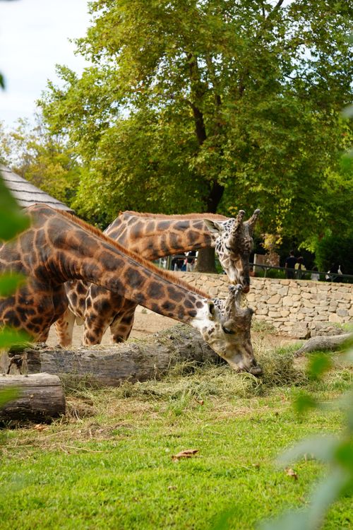 Free Giraffes grazing peacefully in a zoo, surrounded by lush greenery and serene surroundings. Stock Photo
