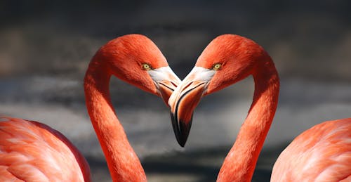 Free Two Red Flamingos Stock Photo