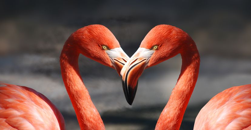 בעלי חיים