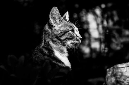 Free Striking black and white profile portrait of a tabby cat in outdoor setting. Stock Photo