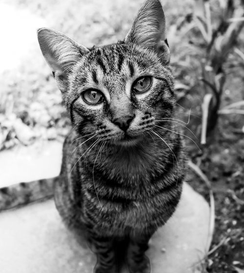 Free Black and white portrait of a curious tabby cat looking up, shot outdoors. Stock Photo