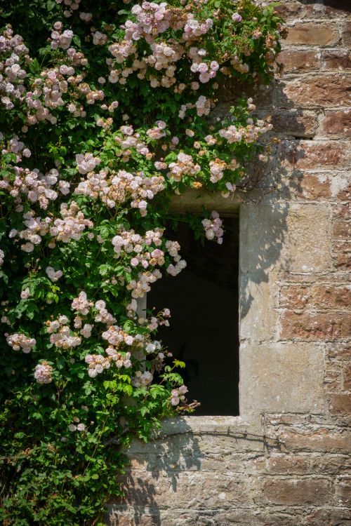 Free Beautiful climbing roses on an ancient stone wall in Scotland during summertime. Stock Photo