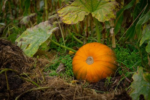 Free A vibrant orange pumpkin resting among lush greenery in a garden setting. Stock Photo