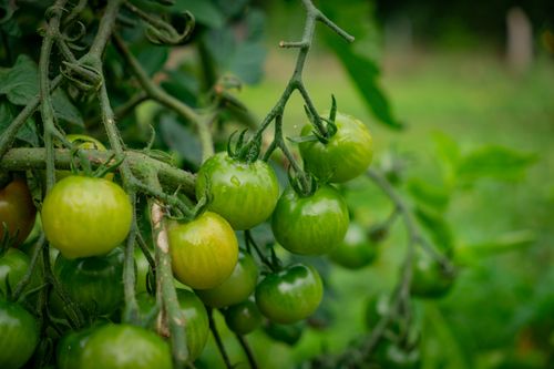 Free Close-up of unripe green tomatoes on a vine in a garden setting. Stock Photo