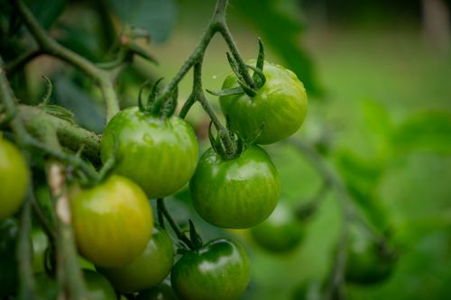 Free Vibrant close-up of unripe green tomatoes hanging on the vine in a garden. Stock Photo