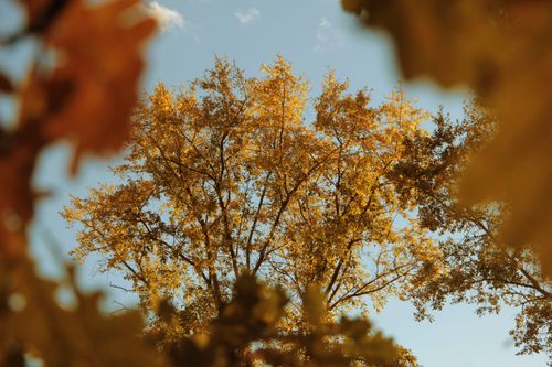 Free A striking view of golden autumn leaves under a clear blue sky. Stock Photo