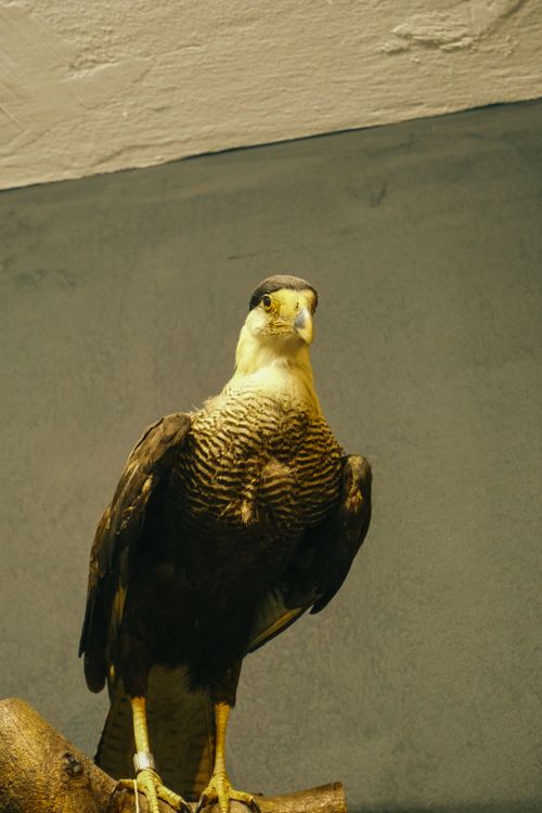 Free Close-up portrait of a Crested Caracara perched on a branch in Brazil. Stock Photo