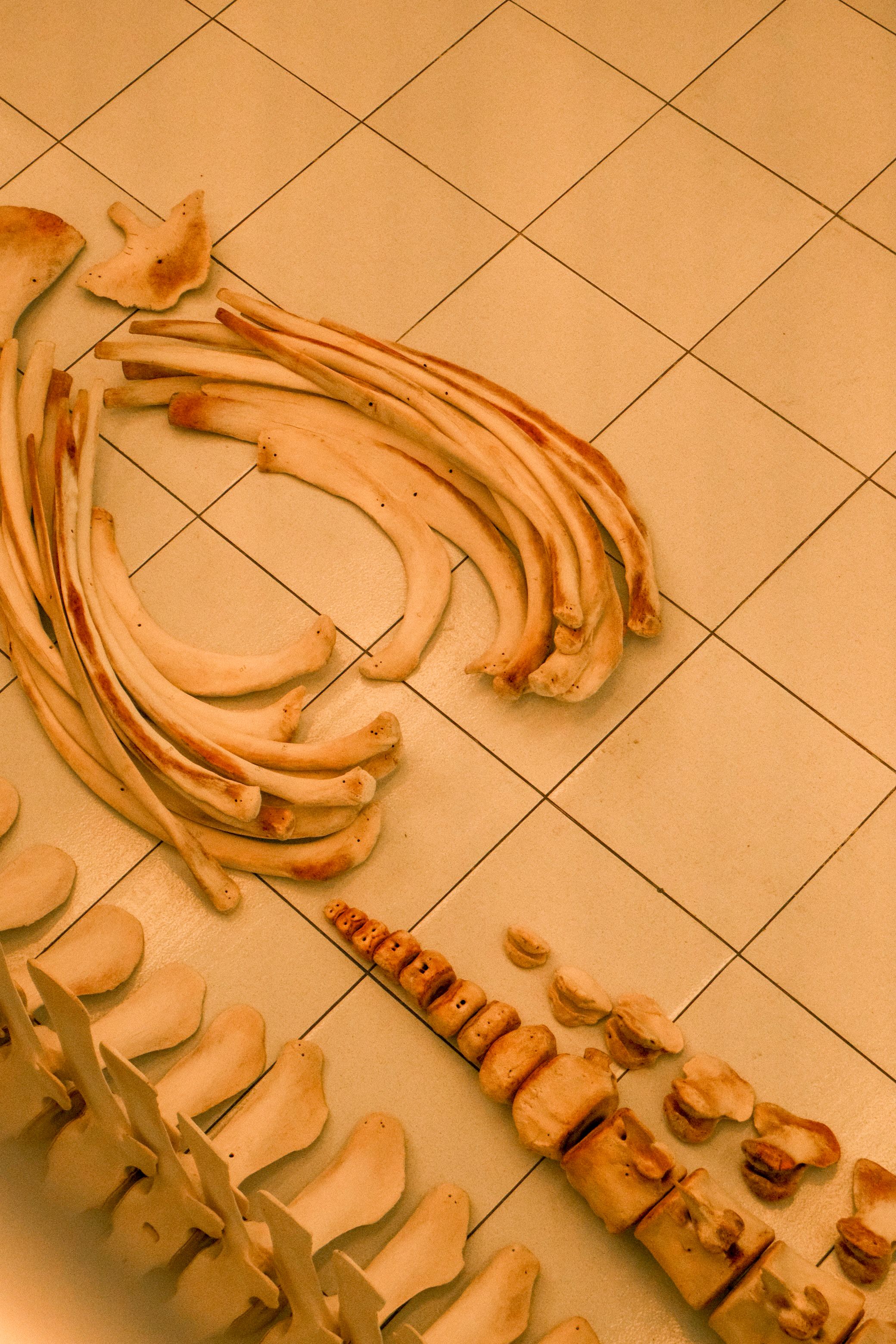 Ocucaje Desert Fossils