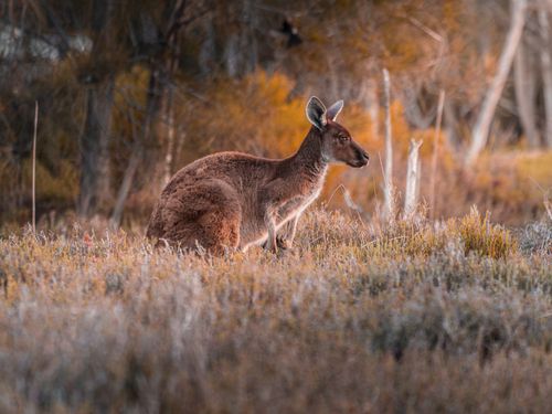Free A kangaroo stands in the wild Australian outback with warm sunset lighting, showcasing the beauty of nature. Stock Photo
