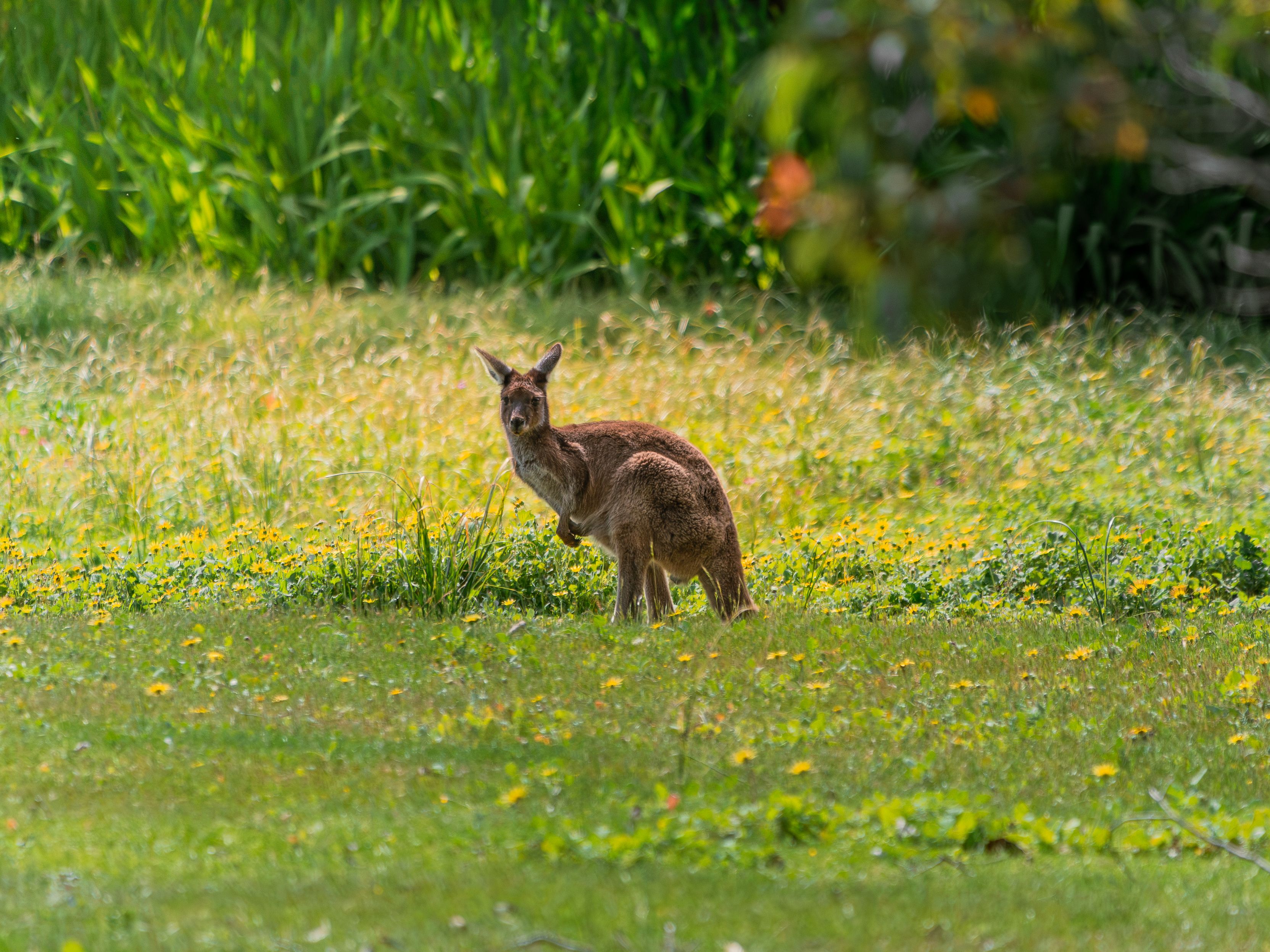A kangaroo standing in a lush green meadow with wildflowers in Western Australia.