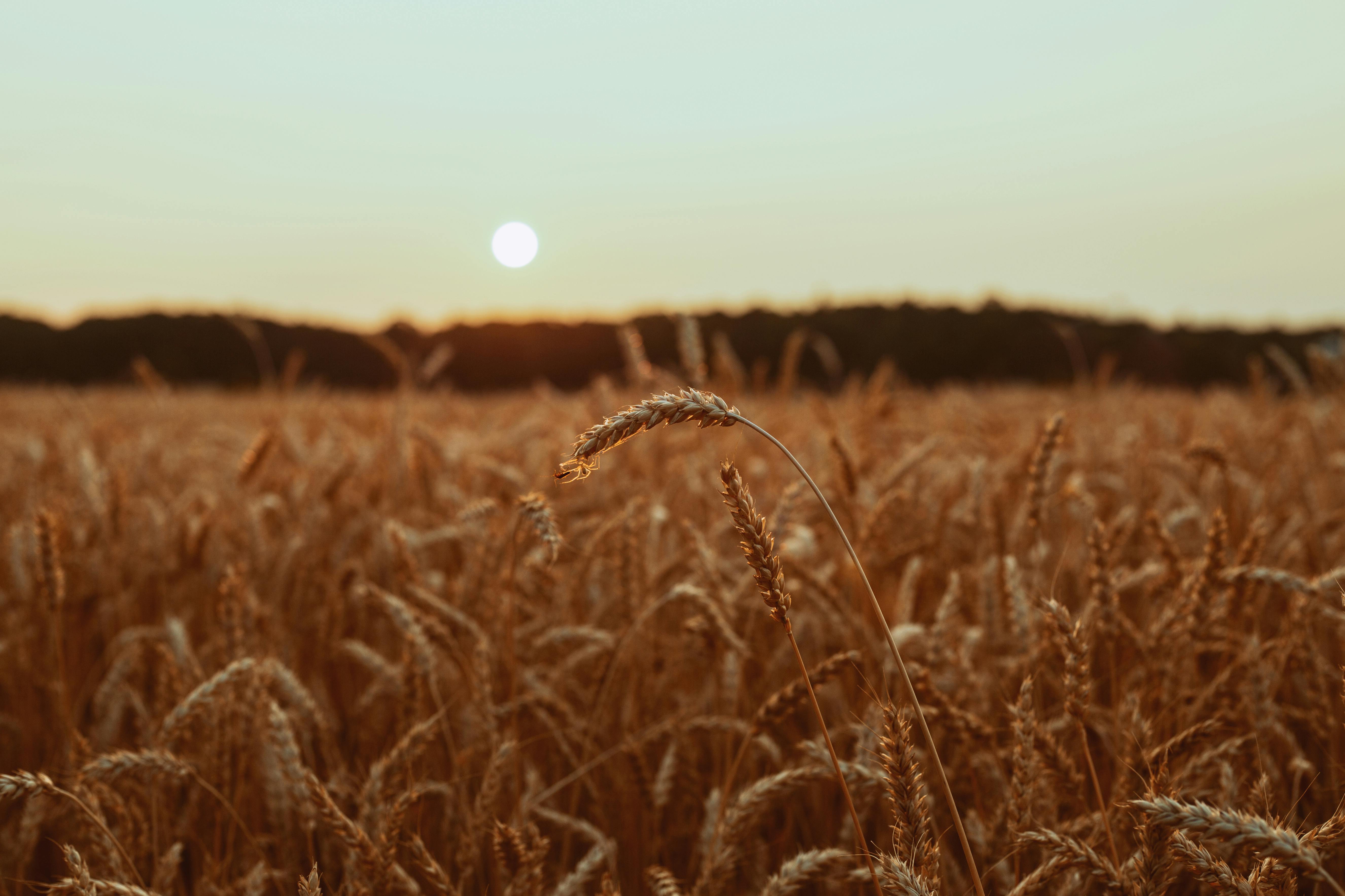 brown wheat field