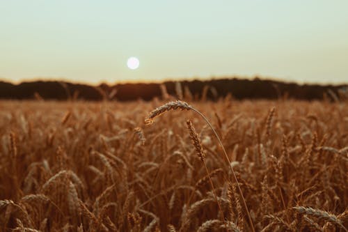 Gratis Brown Wheat Field Foto Stok
