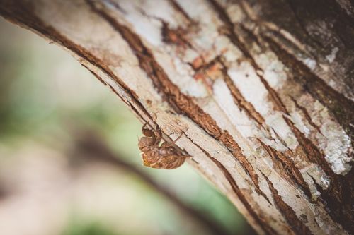 Free Close-up of a cicada exoskeleton clinging to a tree bark in a natural outdoor setting. Stock Photo
