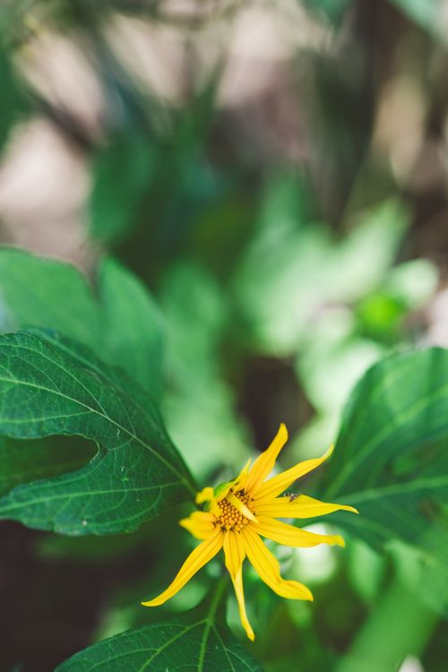 Free Vibrant yellow wild sunflower blooming amidst lush green leaves outdoors. Stock Photo
