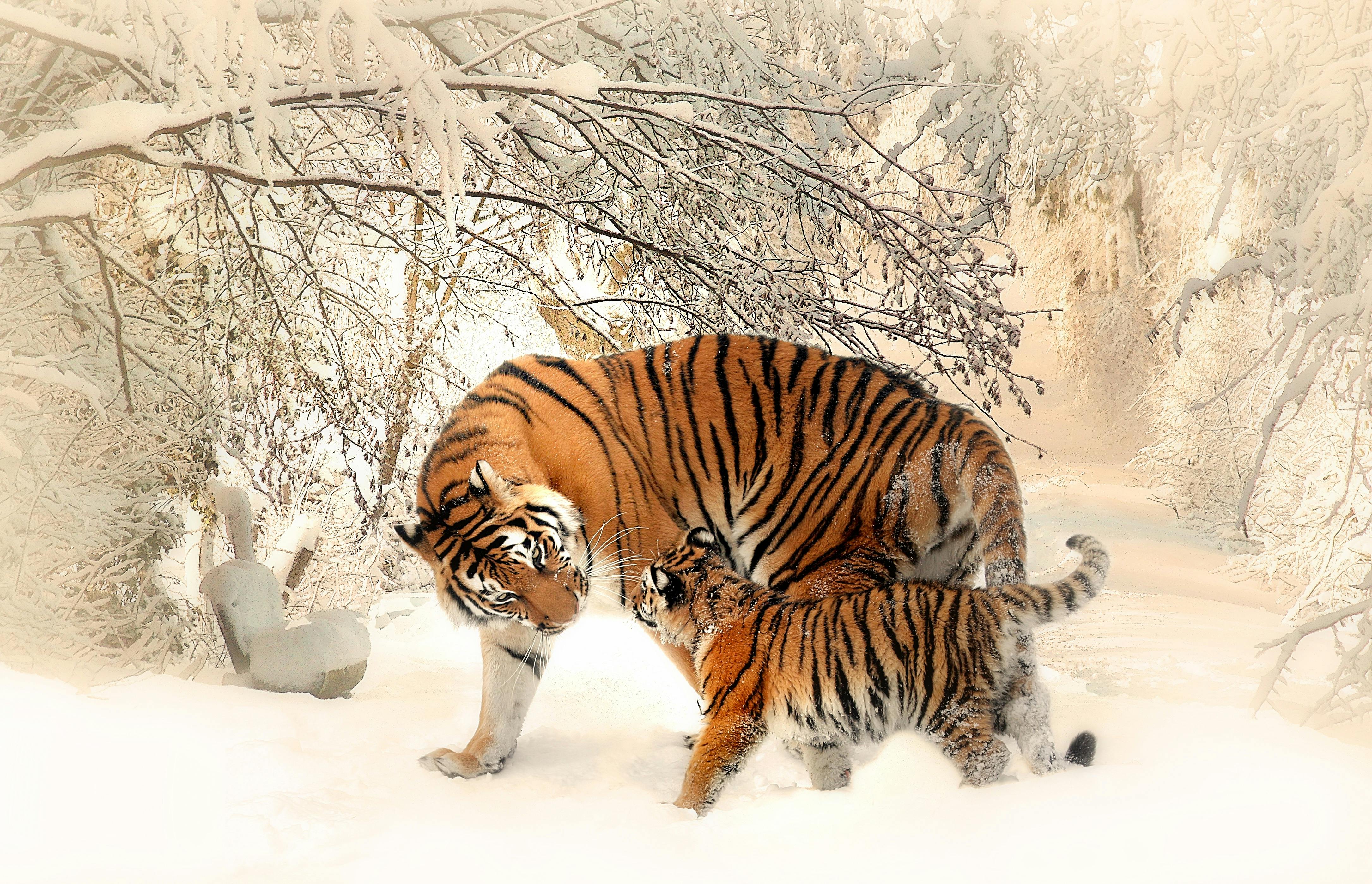 tiger-tiger-baby-tigerfamile-young-39629