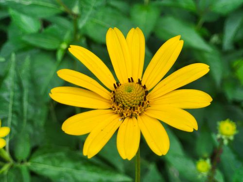 Free Close-up of a vibrant yellow daisy in full bloom, set against lush green foliage. Stock Photo