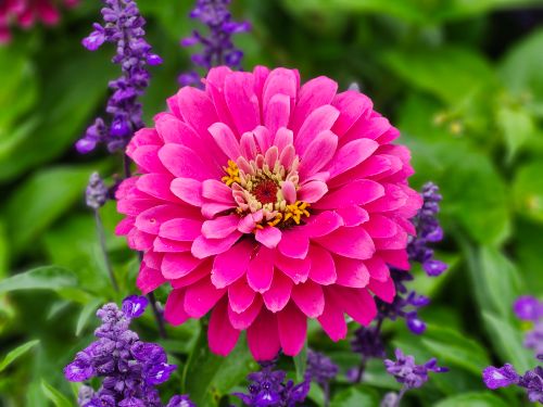 Free Close-up of a bright pink zinnia flower amidst lush green foliage and purple blooms in a garden setting. Stock Photo