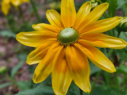 Free Close-up of a vibrant yellow flower blooming in a Toronto garden, showcasing natural beauty. Stock Photo