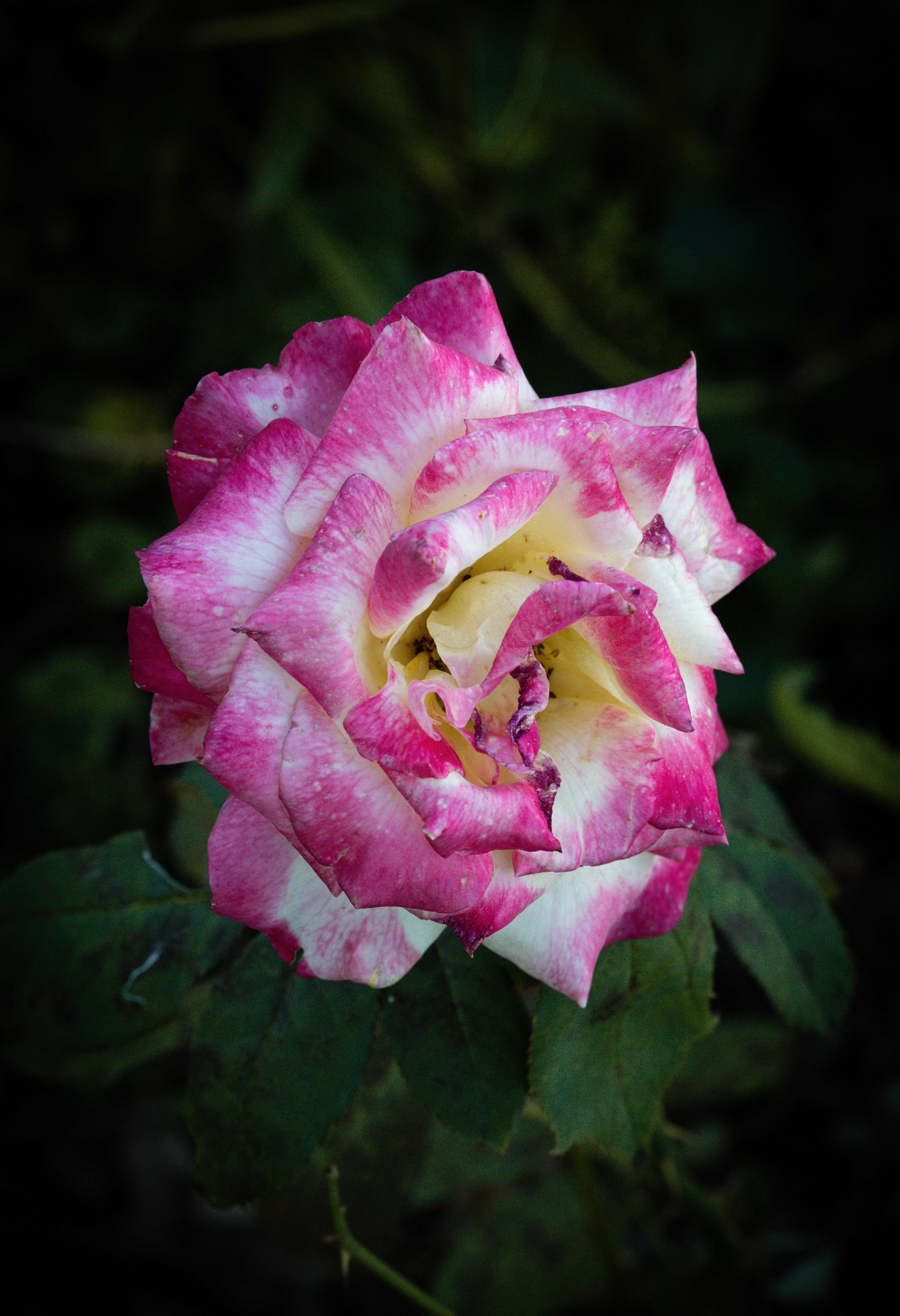 Beautiful pink and white rose in full bloom surrounded by green leaves.