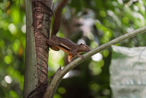 Free Close-up of a squirrel stretching on a tree branch in Singapore's lush greenery. Stock Photo