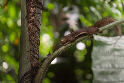 Free A squirrel stretches on a tropical branch in Thailand's vibrant green rainforest. Stock Photo