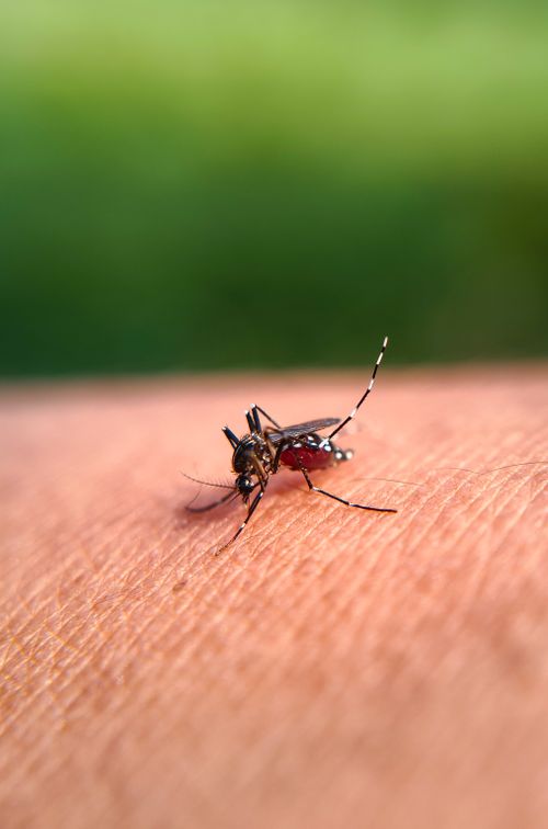Free Macro shot of a mosquito feeding on human skin, highlighting the detail of its wings and body. Stock Photo