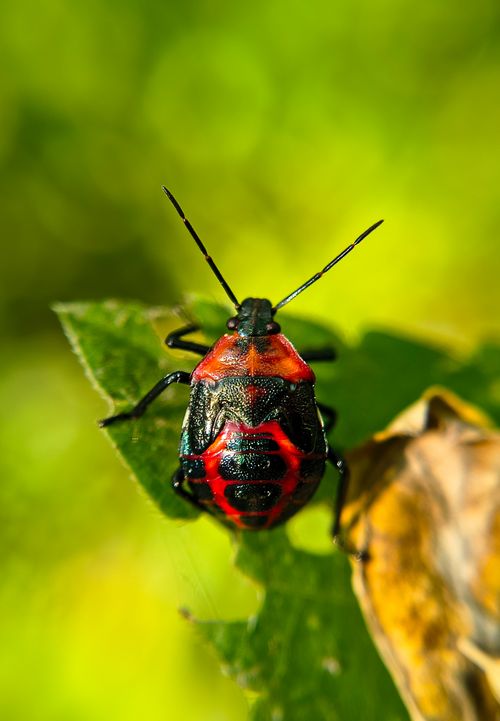 Free Macro shot of a vibrant red and black bug on a leaf, highlighting biodiversity in Bilaspur, India. Stock Photo