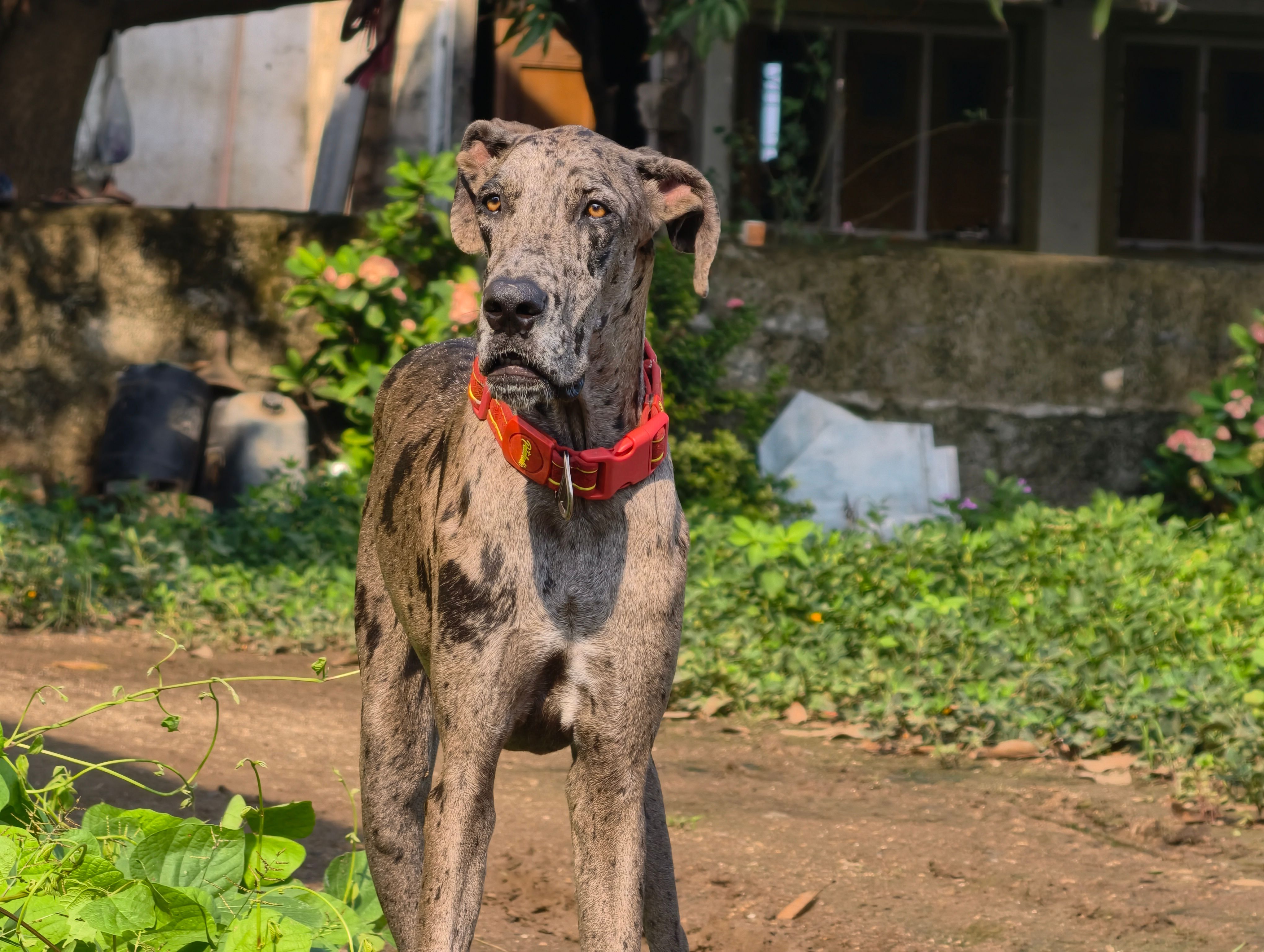 Majestic Great Dane wearing a red collar standing outdoors in a lush garden.