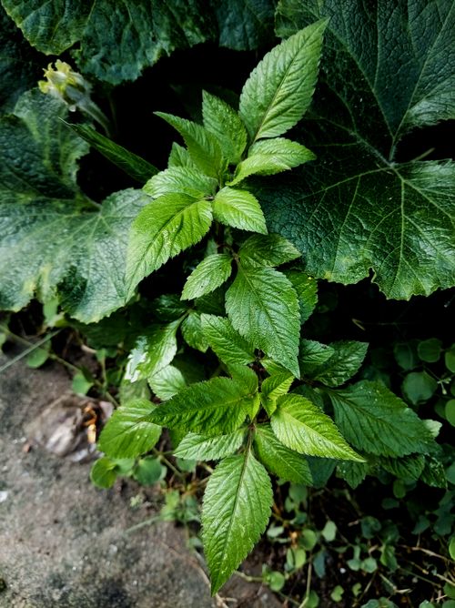 Free Closeup of lush green leaves with textured surfaces in outdoor garden. Stock Photo