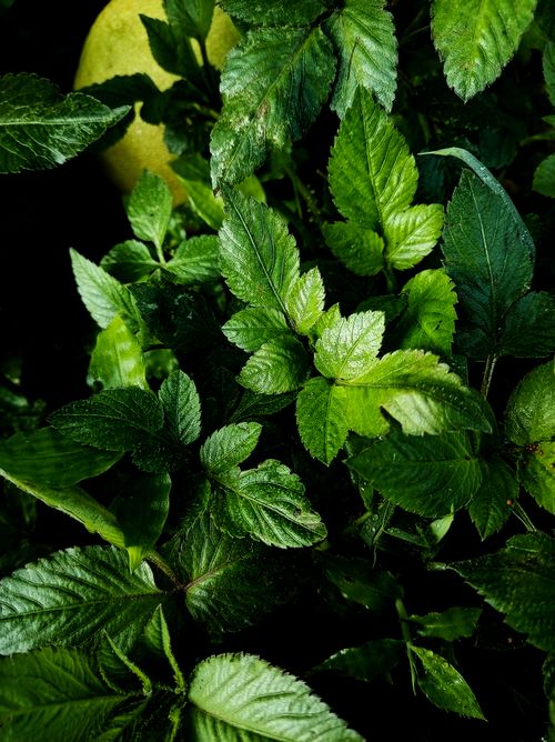 Free A close-up photograph capturing vibrant green leaves in natural light, showcasing rich textures and lush greenery. Stock Photo