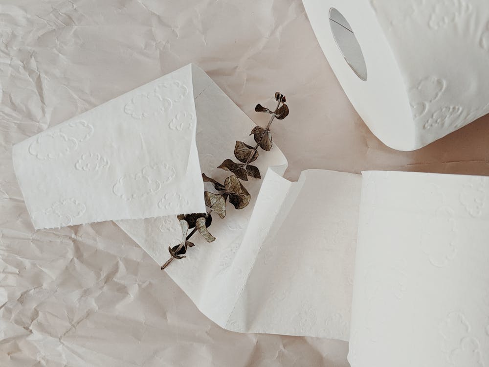 Free White Toilet Paper Rolls and Eucalyptus Branch Stock Photo