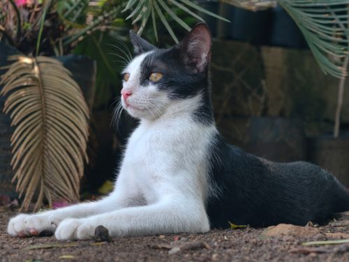 Free A black and white cat lying on the ground among plants in Nagka, India. Stock Photo