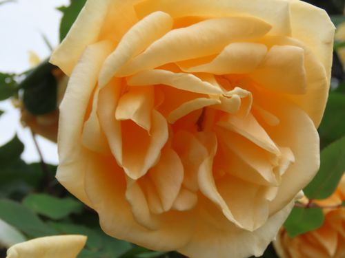 Free stock photo of bloom, blooming, flower Stock Photo