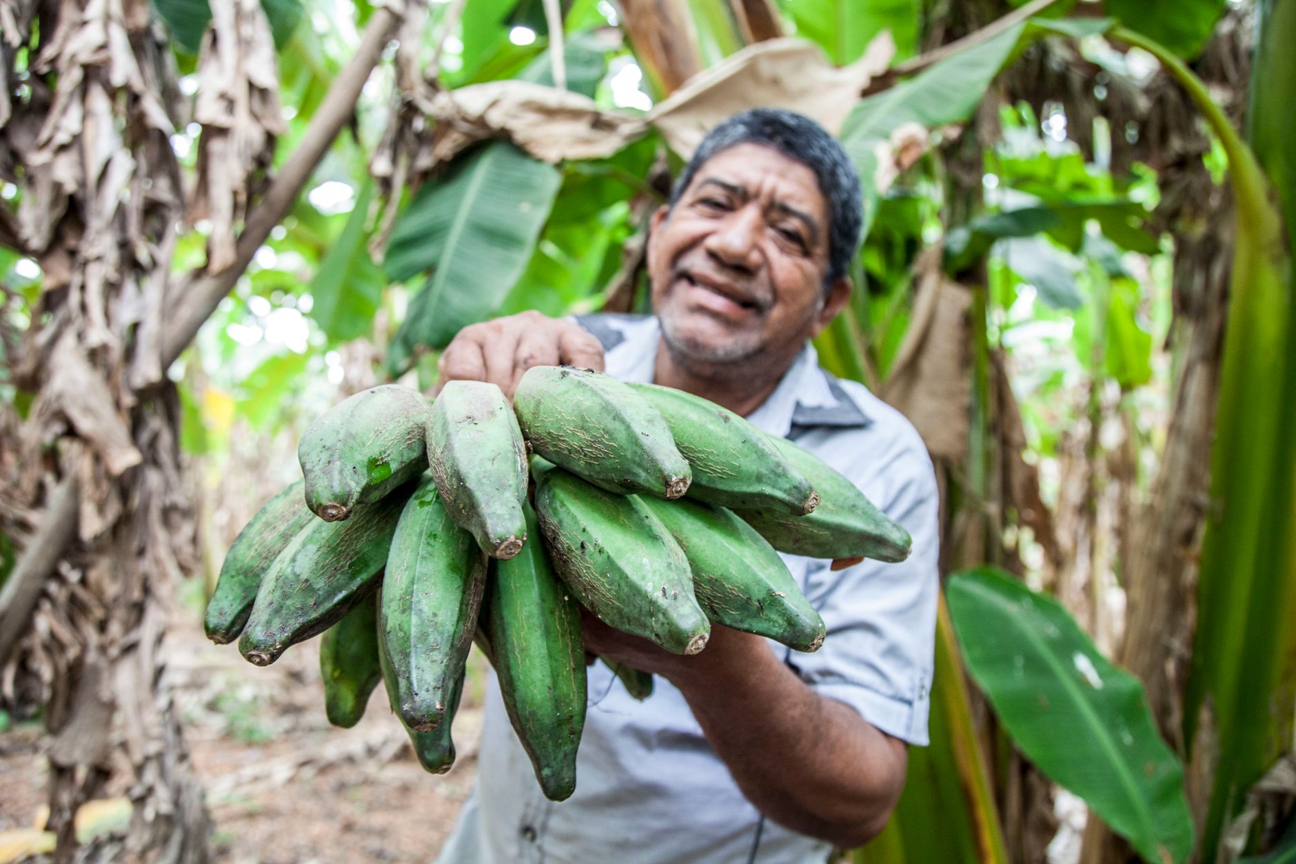 A smiling farmer holds fresh green plantains in a lush tropical agricultural setting — the working agricultural economy that surrounds David and defines Chiriquí province.