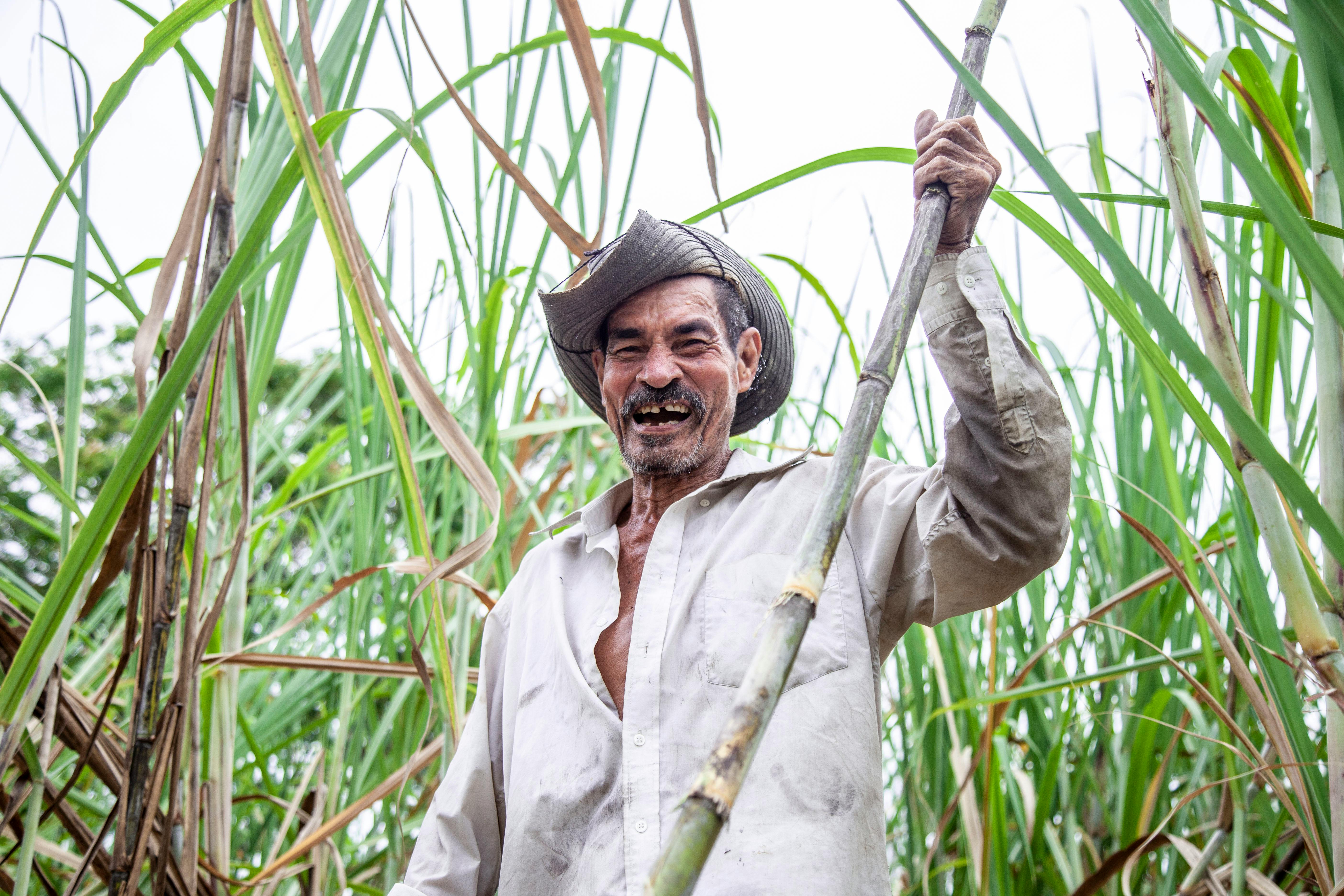 Black Sugarcane Images - Free Download on Freepik