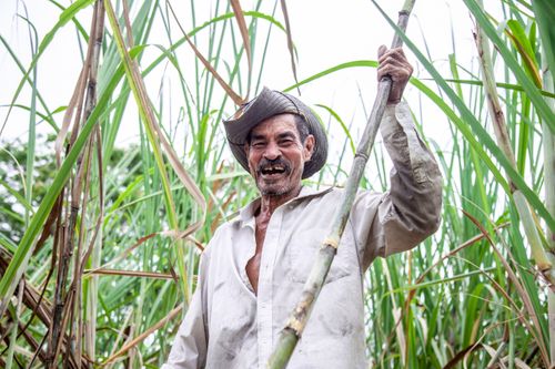 Free Smiling farmer holding sugar cane in a lush field, showcasing agriculture in Sucre, Colombia. Stock Photo
