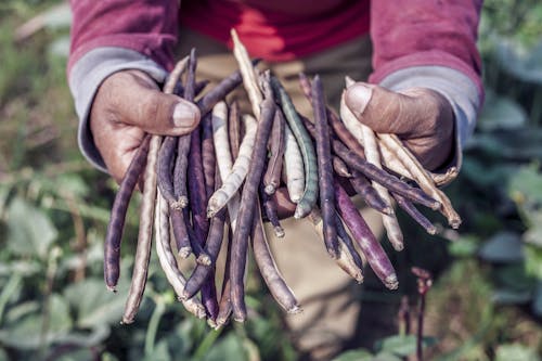 Free A Person Holding Freshly Harvested Purple Hull Peas Stock Photo
