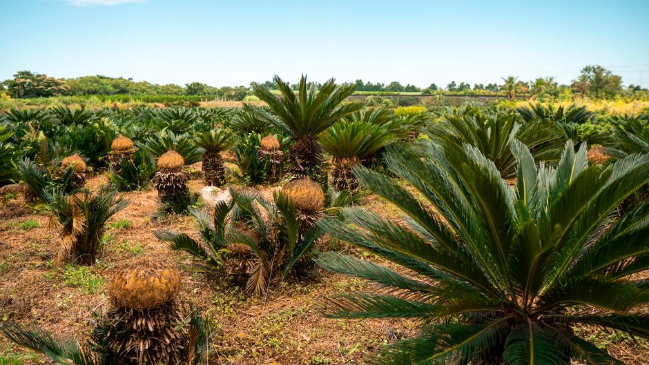 Selatpanjang's Economic Driver: The Sago Industry and Beyond