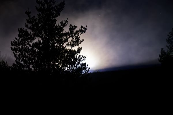 Silhouette d'un pin sous un ciel nocturne brumeux et éclairé par la lune