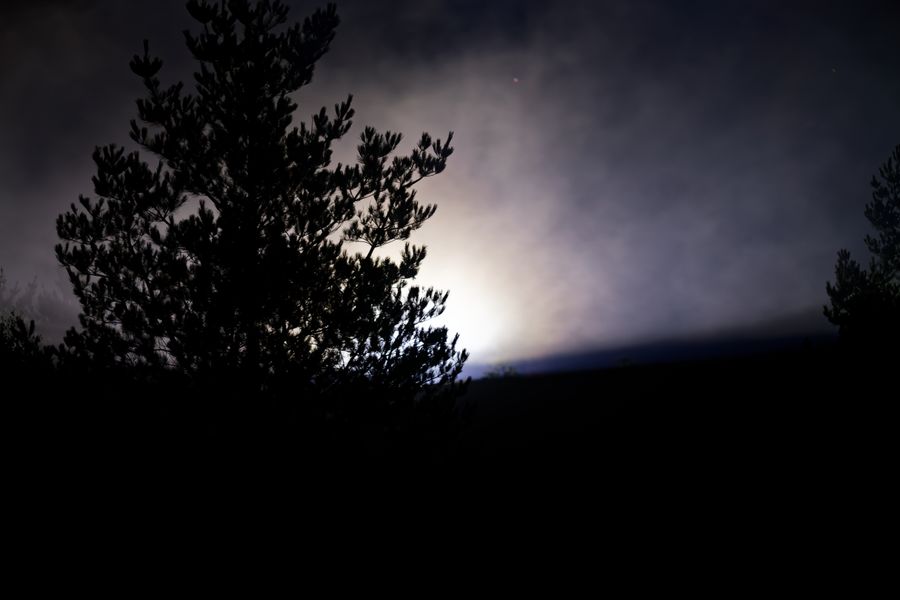 Silhouette d'un pin sous un ciel nocturne brumeux et éclairé par la lune