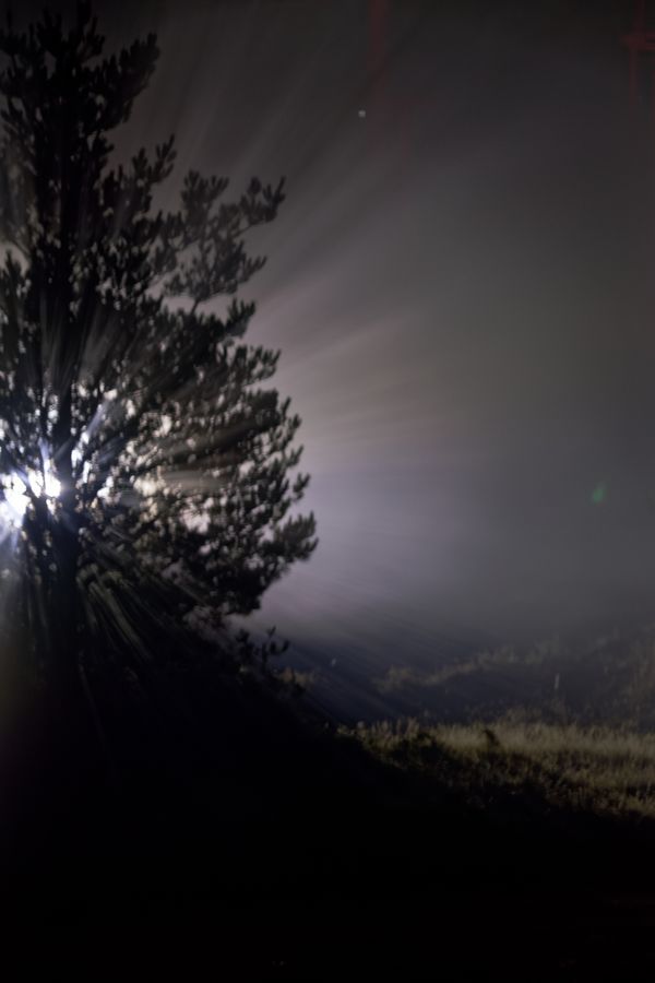 Une lumière vive perce des branches de pin par une nuit brumeuse