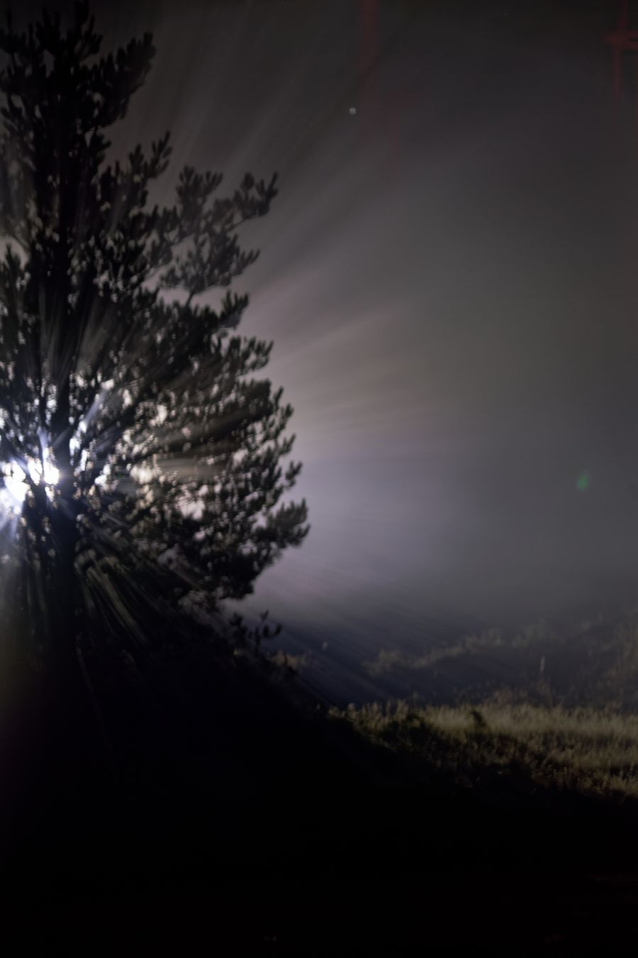 Une lumière vive perce des branches de pin par une nuit brumeuse