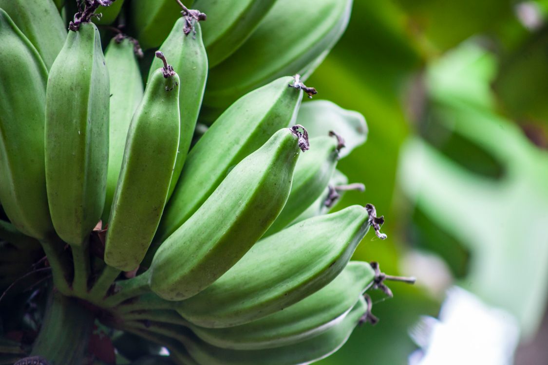Unripe Banana in Close-up Photography · Free Stock Photo