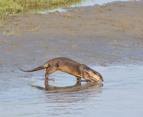 Free A smooth-coated otter wades in a shallow river searching for food, showcasing its sleek coat and natural environment. Stock Photo