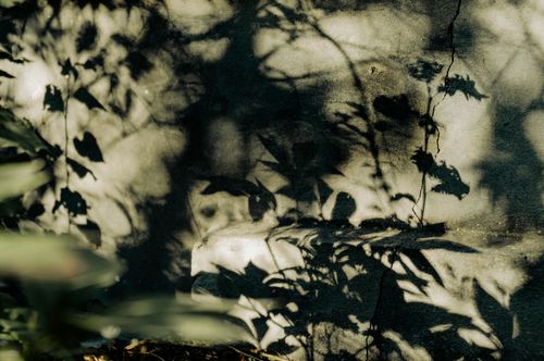 Free Shadows of leaves create artistic patterns on a concrete wall outdoors. Stock Photo